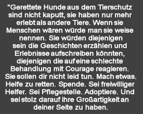 bilder/gerettetehunde.jpg
