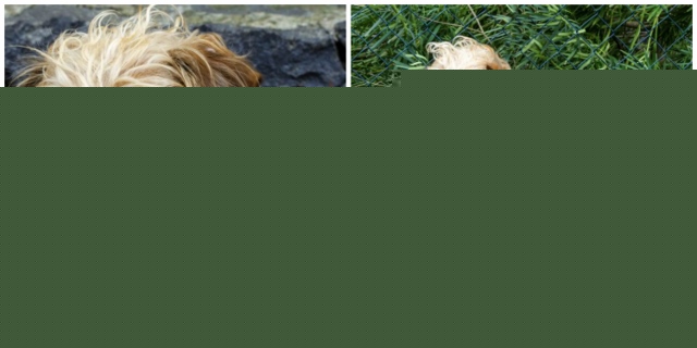 ../ken%201,5/ken%201,5Collage%20(klein.jpg