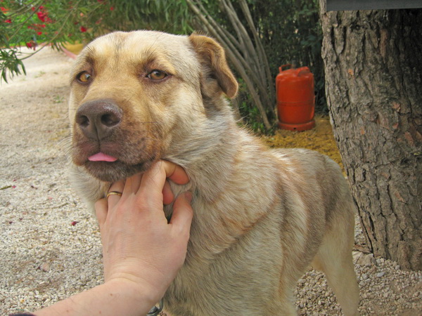 bilder/Ginger06.jpg