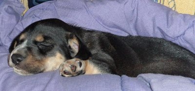 bilder/chaplin.jpg
