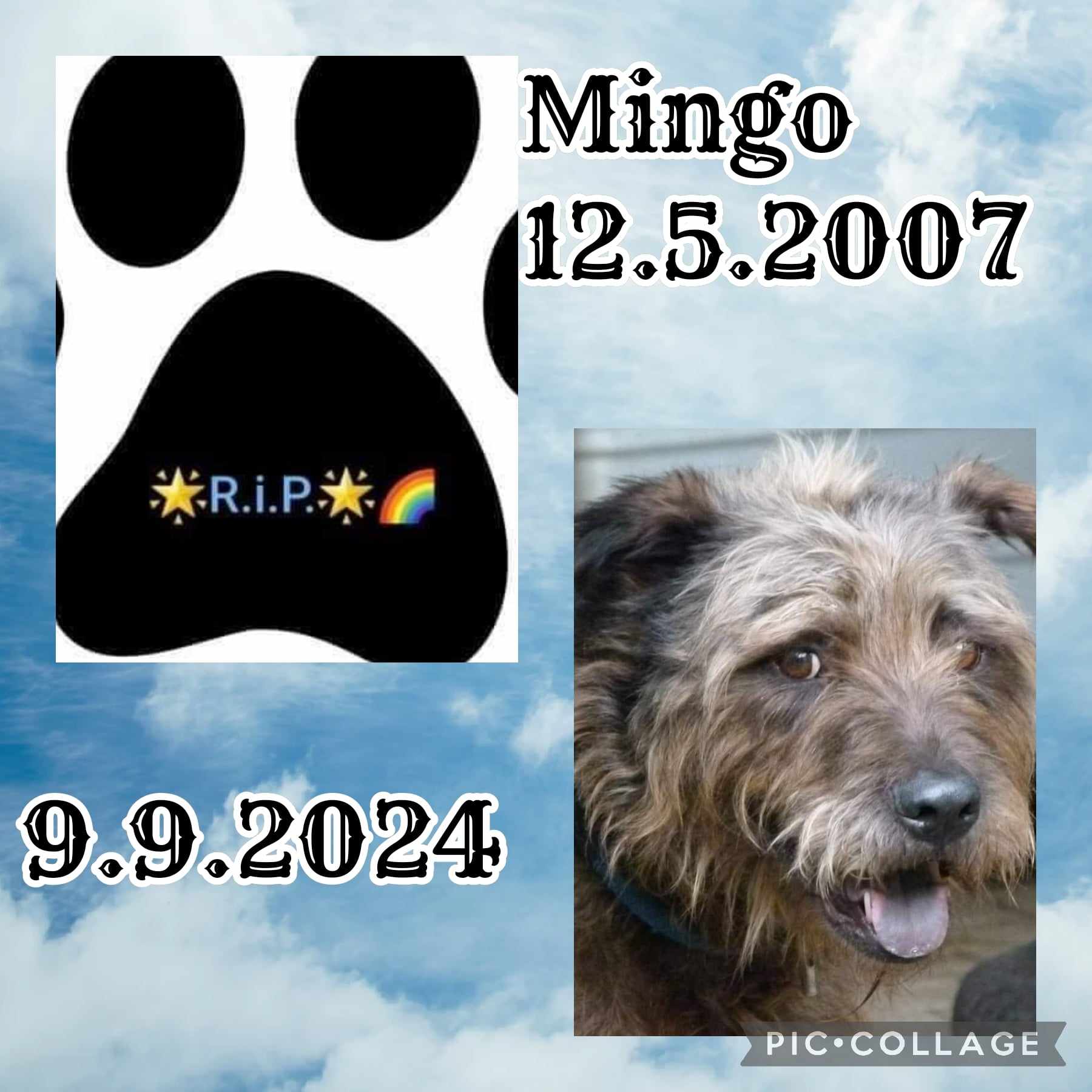 mingo.jpg
